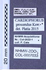 Etiketten zu Cardiophorus procerulus (Kiesenwetter, 1859) (NHMW-ZOO-COL-0007033)